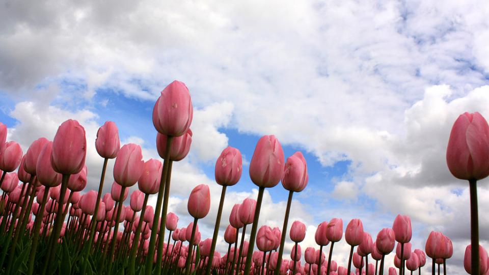 Tulpen, Nederland
